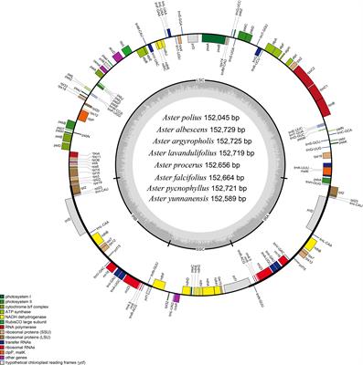 Insights into comparative genomics, structural features, and phylogenetic relationship of species from Eurasian Aster and its related genera (Asteraceae: Astereae) based on complete chloroplast genome